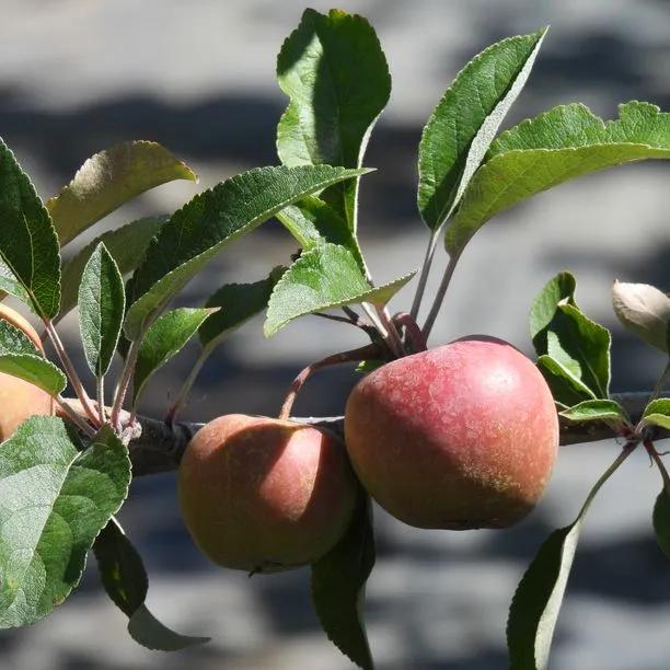 Elstar Mini Patio Apple Trees (Malus domestica Elstar) 1